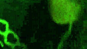 Stephanie comparte oral casero con adolescente madura 18+ en entorno amateur