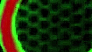 Milf Julia Ann lambe Siri até o gozo insano