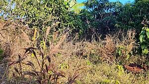 Горячая малайзийская девушка жестко трахается на улице с бойфрендом