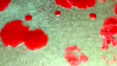 Waxplay session in stockings