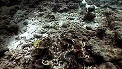 i love my croc bikini, feeling so sexy and free