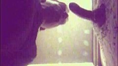 Etalon couilles pleines gros juteur se fait purger en glory hole