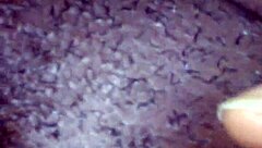 Squirting pussy with good head