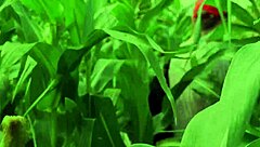 Wow, can you help your buddy out here in the cornfield?