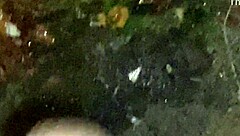 cracky and the tv show with mature stars