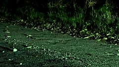 Hot SEX with a stranger RIGHT on the ROAD