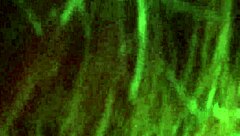 Lovely blowjob scene with gay couple.