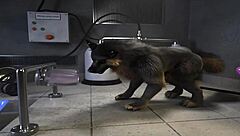 h0rs3 compilation shows wild gay action with a fucking machine