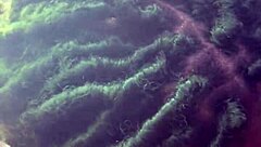 yo big daddy chevy impala, gonna ride that deepthroat on snapchat biiggdaddyy94?