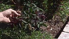 Tory Lane, Big Tits Milf, Takes Outdoor Pussy Pounding! 😜