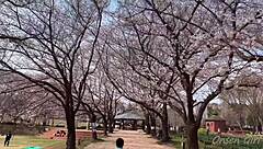 Sakura relaxes in hot springs with Nacchan