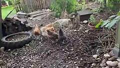 Chicken feeding station with cool tattoos