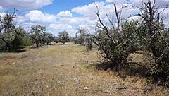 Savannah Vixen, the mature beauty, gets wild outdoors with amateurs.