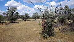 Savannah Vixen, the mature beauty, gets wild outdoors with amateurs.