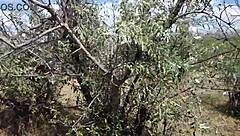 Savannah Vixen, the mature beauty, gets wild outdoors with amateurs.