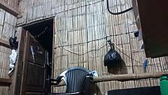 Is this new diva ready for her erotic dance?