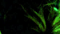 cum back video stockton head master look up mstrymn36 for more of my videos