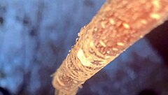 Slamming a real life witch doggystyle deep in the woods!