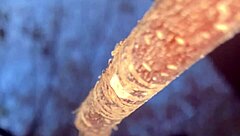 Slamming a real life witch doggystyle deep in the woods!