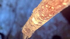 Slamming a real life witch doggystyle deep in the woods!