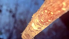 Slamming a real life witch doggystyle deep in the woods!