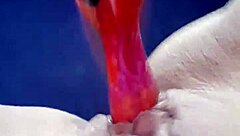 Amateur Teen 18+ Mastubiert Mit Dildo 2!