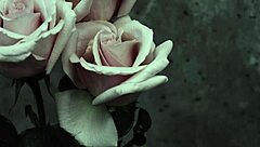 Mcr - I Dont Love You Sub Espa�ol