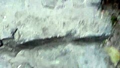 I watch pingo na bunda with el toro de oro and paty bumbum