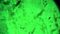 aqui tienen más de mi esperma, ¿alcanzará para preñarte? 😏🍆💦