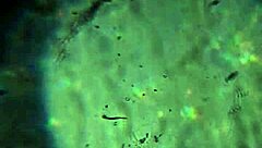 aqui tienen más de mi esperma, ¿alcanzará para preñarte? 😏🍆💦