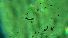 aqui tienen más de mi esperma, ¿alcanzará para preñarte? 😏🍆💦