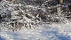 i narrate jerking off riskily in a public park near people