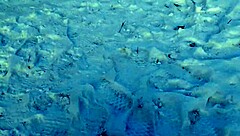 i narrate jerking off riskily in a public park near people