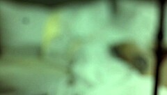 Esmer orospu Blair POV casting'de duygusal emme ve am sikme yapıyor