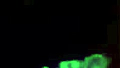 curvy latina milf hints at steamy homemade fun on all fours. her huge assets invite a mature encounter with passion.