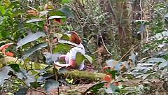 Look, the guy paid to see my big pussy in the ecological park so I went into the bushes and flashed it for him