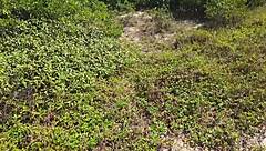 Outdoor Sex with Deep Blowjob and Super Hot Fucking Featuring Big Cock Latina in Dress on Beach