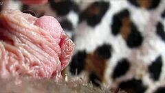 Orgasm uriaș la clitoris uriaș în prim-plan cu muie intensă