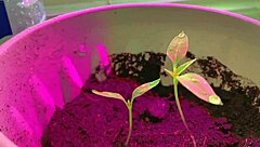 Look at this beautiful sexy girl fingering her tight pussy till she reaches intense orgasm!