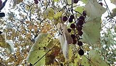 our steamy autumn hut sex mutual masturbation lesbian brunette hairy pussy orgasm 😍💕🔥