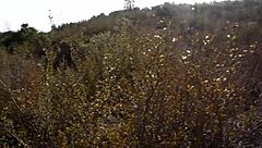 Arab teen Aimee's heart races as sultan pounds her outdoors