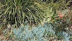 Mature Cougar Flashes Huge Pussy Lips In Secret Garden