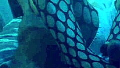 sexy nylon footjob with leggings tease