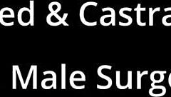 Heartbroken getting sterilized and castrated by cruel male surgeons Doctor Tampa and Doctor Canada 😢🔪