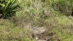 Hot Japanese Amateur Caught Sucking Monster Black Cock on Cabo Frio Island Publicly