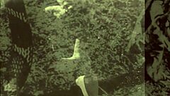 i fall for dark lantern's beauty and beast