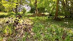 doggystyle blowjob on big cock in brittany woods