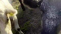 Cute Big Tit Blonde Takes Hard Anal in Tight Ass