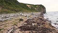 exhibitionist xsanyany flashes big tits on beach then stranger pounds her fat ass