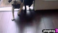 perfect small titted babe amanda booth strips naked posing her pussy and ass